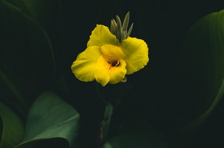 蓝莲花简谱(学习蓝莲花简谱，一起弹奏美妙旋律)