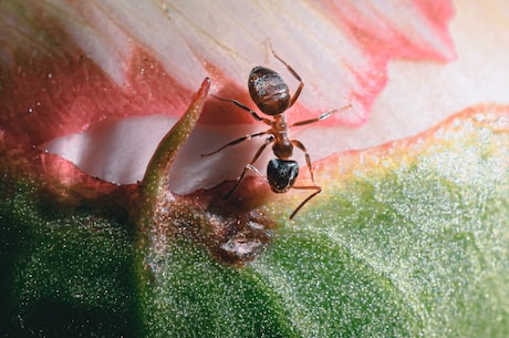 虫咬皮炎(虫咬皮炎的症状、治疗和预防方法)