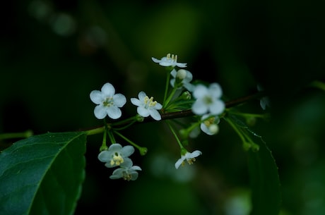 樟柯树(樟柯树：一种优美的植物)