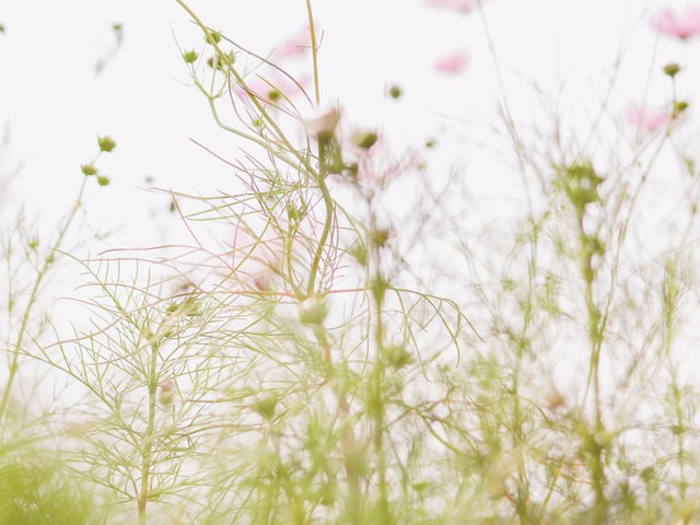 荼蘼花：它的寓意是什么？