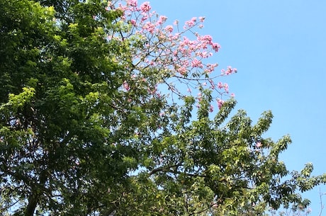 广州大学桂花岗校区(广州大学桂花岗校区：探秘广大的花园校园)