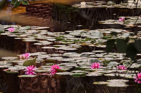 蓝莲花简谱(学习蓝莲花简谱，一起弹奏美妙旋律)