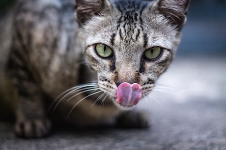 猫零食(猫奴福利来啦！世界各地有哪些好吃的猫零食？)