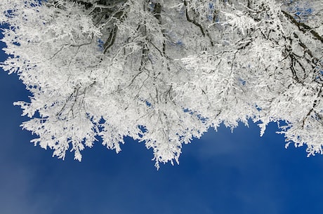 雪中悍刀行红薯(精彩多姿的雪中悍刀行红薯故事)