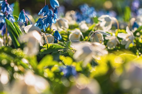 凌霄花(花之美——凌霄花)