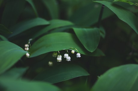 精灵闺蜜(惊！原来精灵也有私生活！揭秘精灵闺蜜的生活)