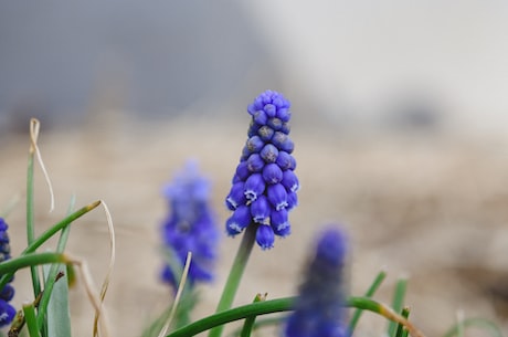 风信子花语(风信子花语：沉默中的深情)