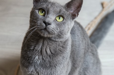 猫零食(猫奴福利来啦！世界各地有哪些好吃的猫零食？)