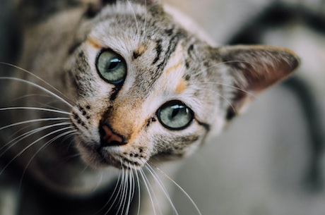 猫零食(猫奴福利来啦！世界各地有哪些好吃的猫零食？)