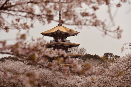 樱花红(京都赏樱之旅：樱花红染百年文化之都)